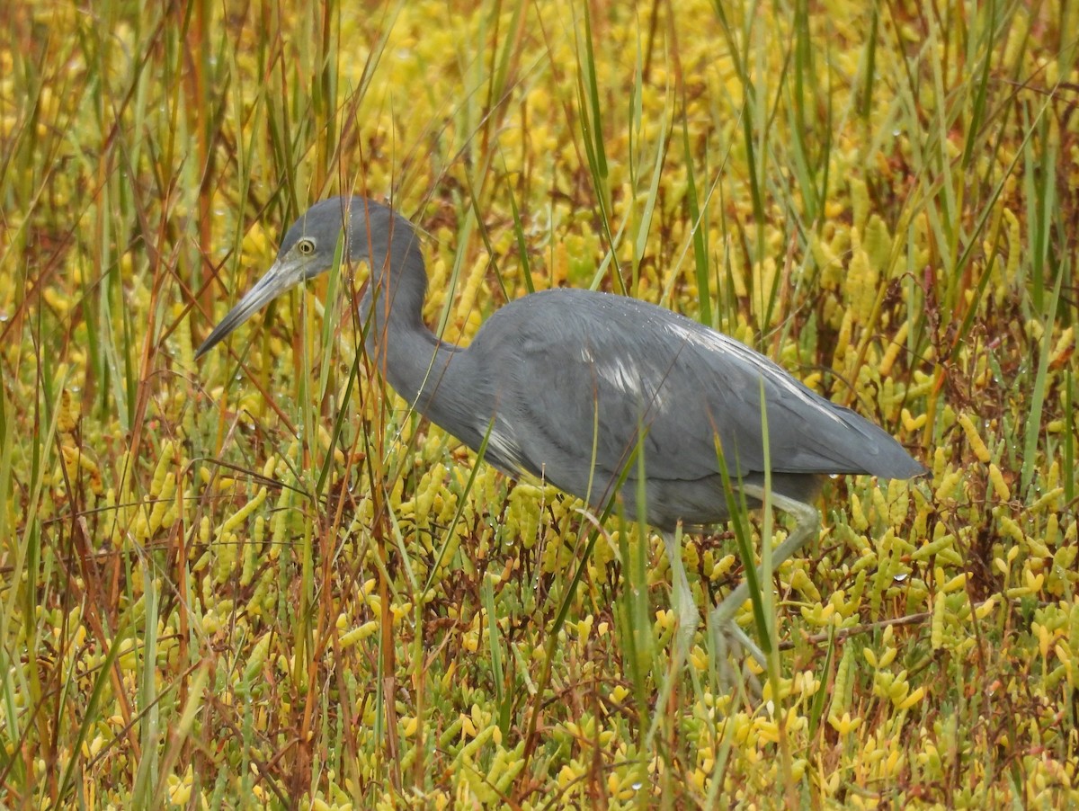 Little Blue Heron - ML643760183