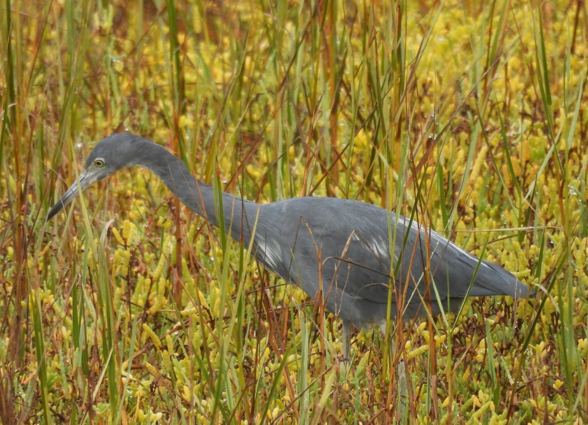 Little Blue Heron - ML643760199