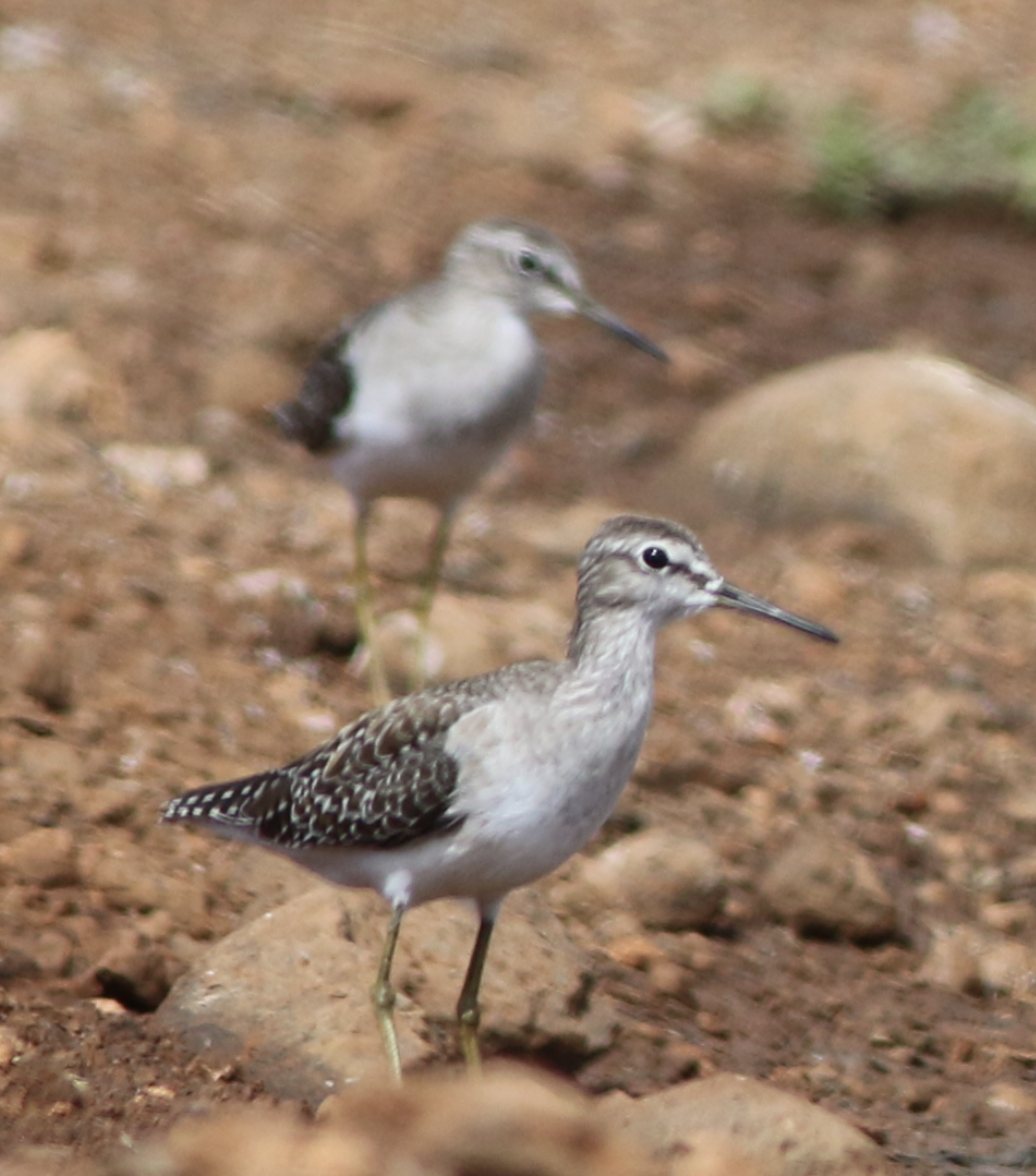 Wood Sandpiper - ML643760208