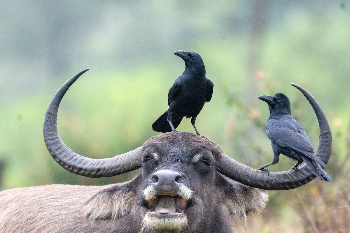 Large-billed Crow (Indian Jungle) - ML643760209