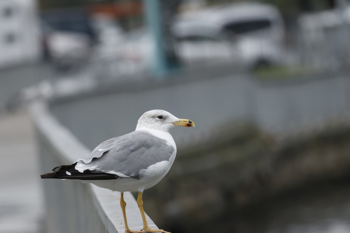 Armenian Gull - ML643760219