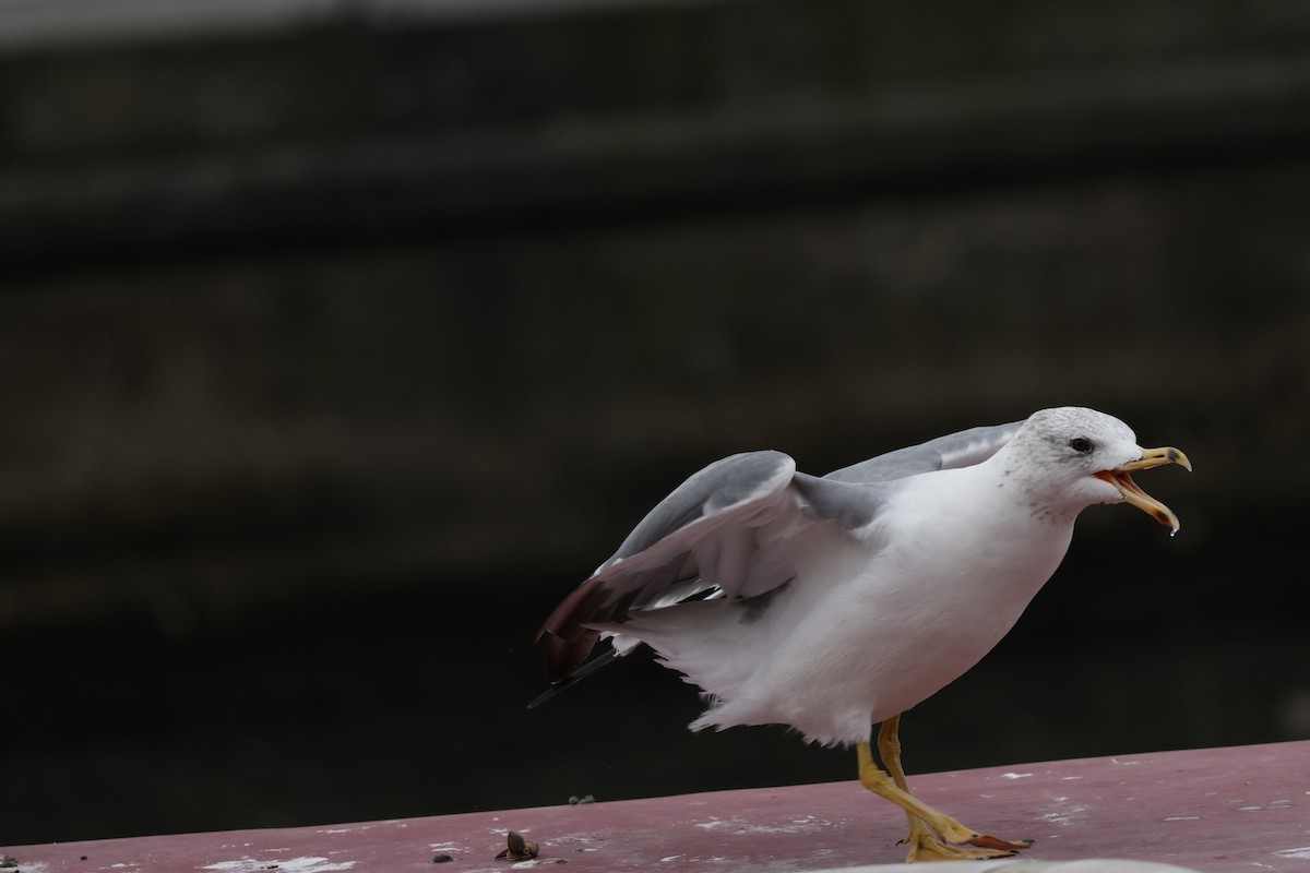 Armenian Gull - ML643760226