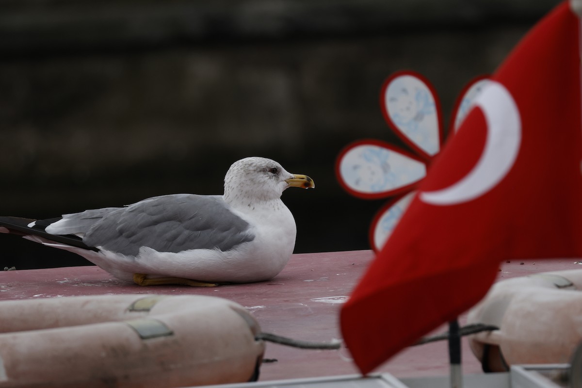 Armenian Gull - ML643760228