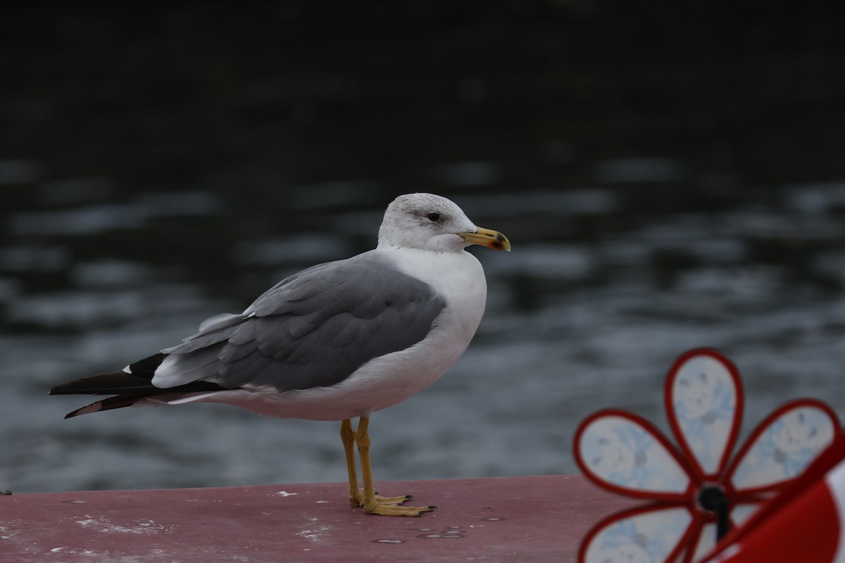 Armenian Gull - ML643760229