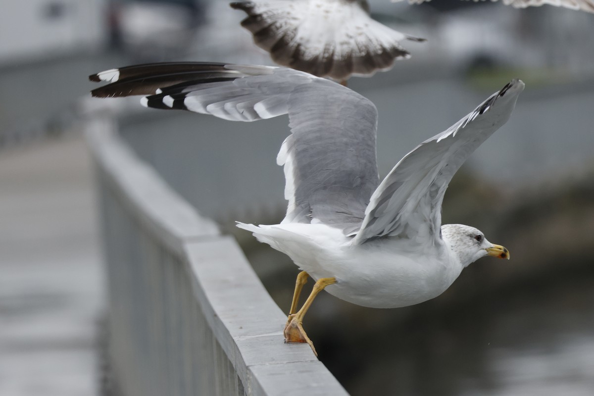 Armenian Gull - ML643760230