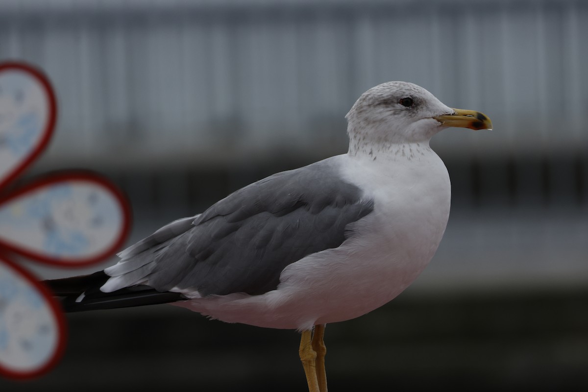 Armenian Gull - ML643760231