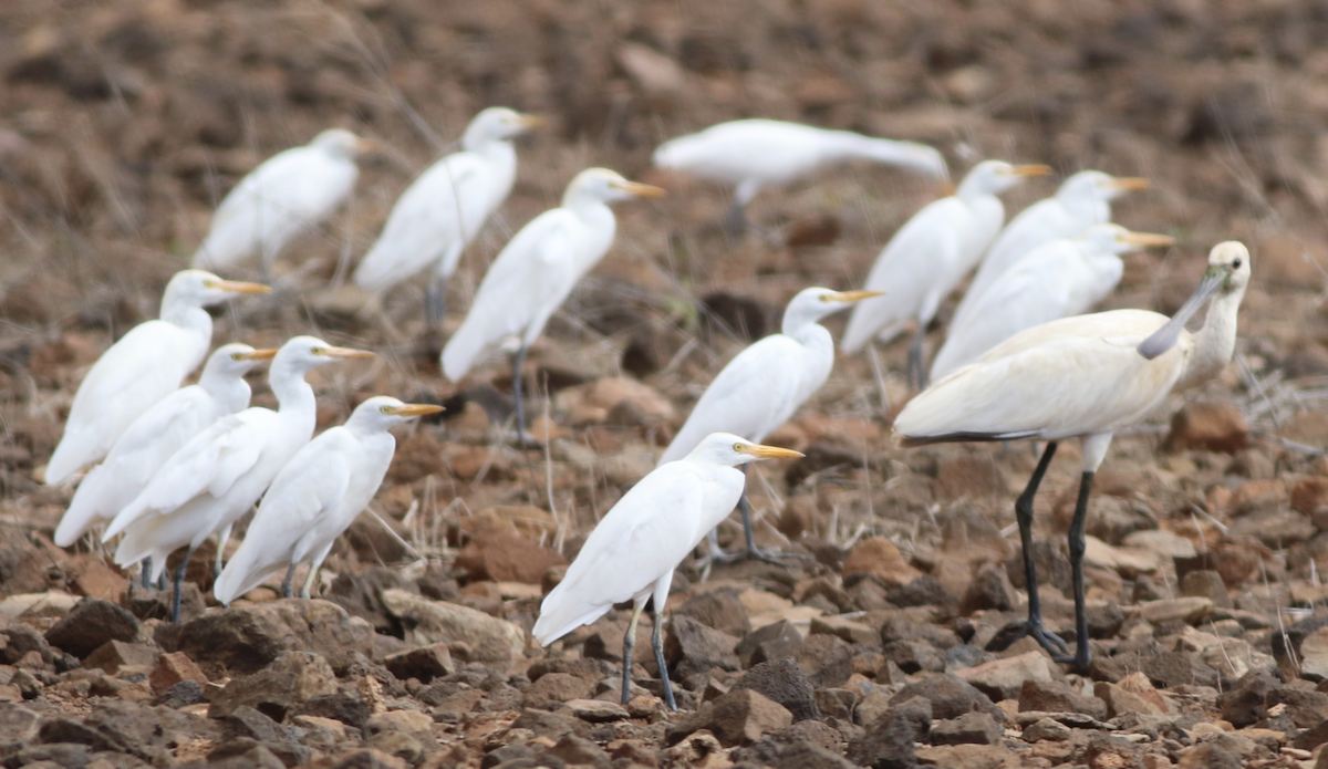 Western Cattle-Egret - ML643760232