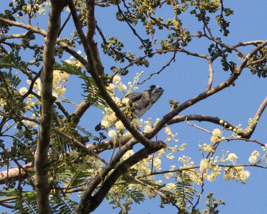 White-browed Purpletuft - ML643760235