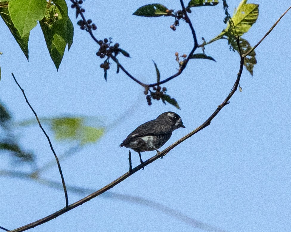 White-browed Purpletuft - ML643760236