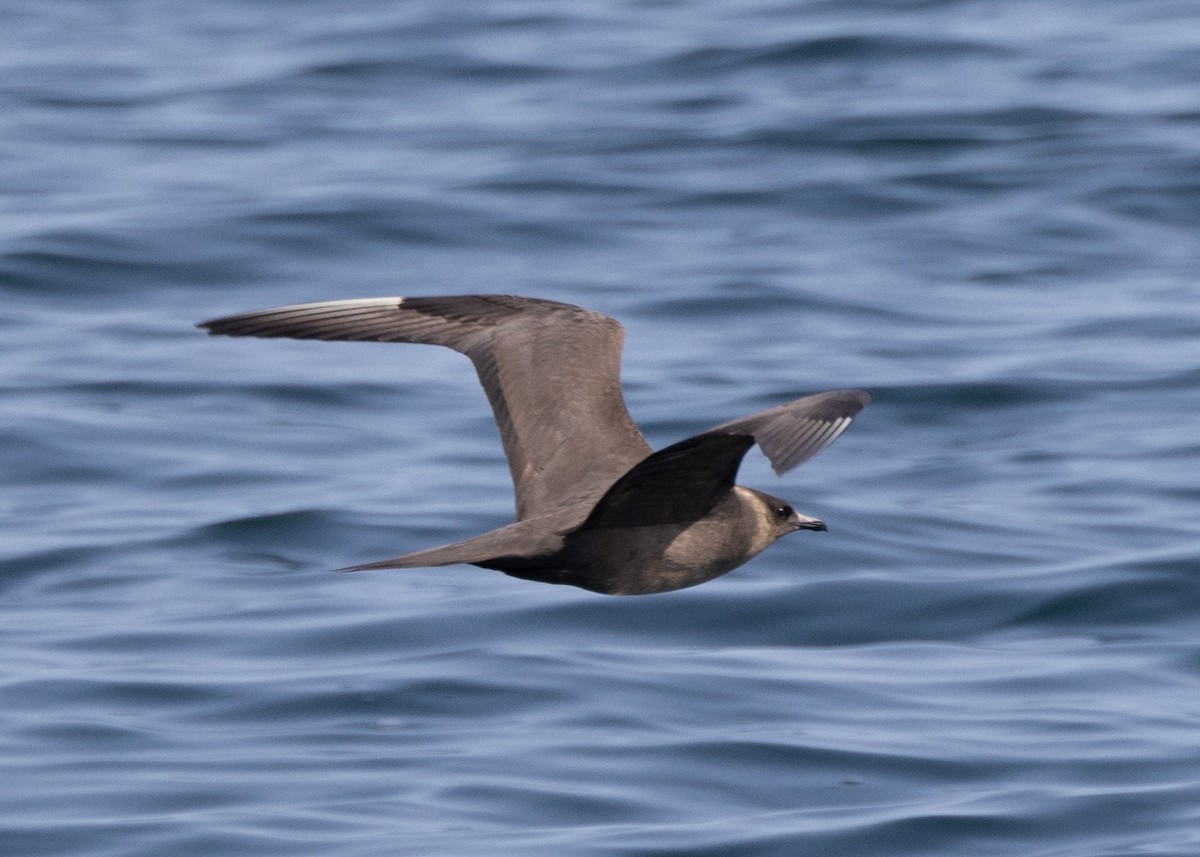 Parasitic Jaeger - ML643760237