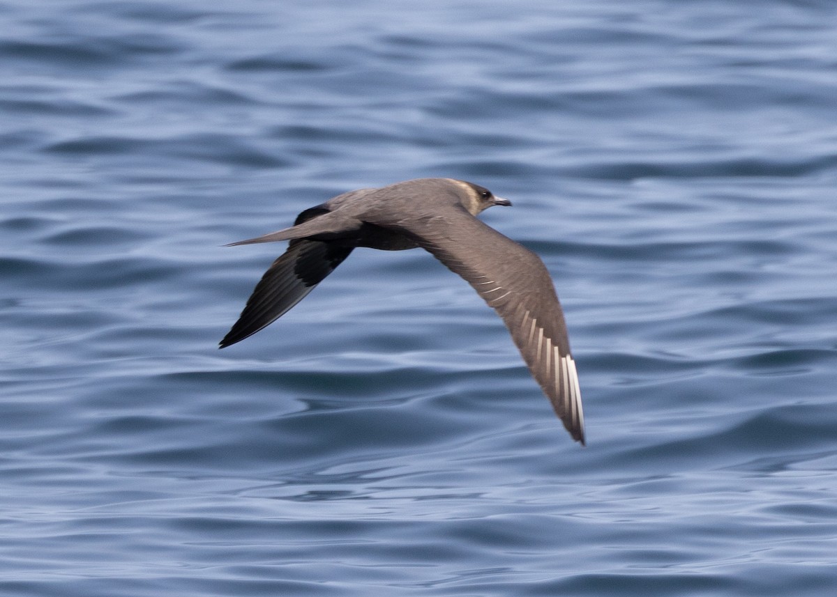 Parasitic Jaeger - ML643760238