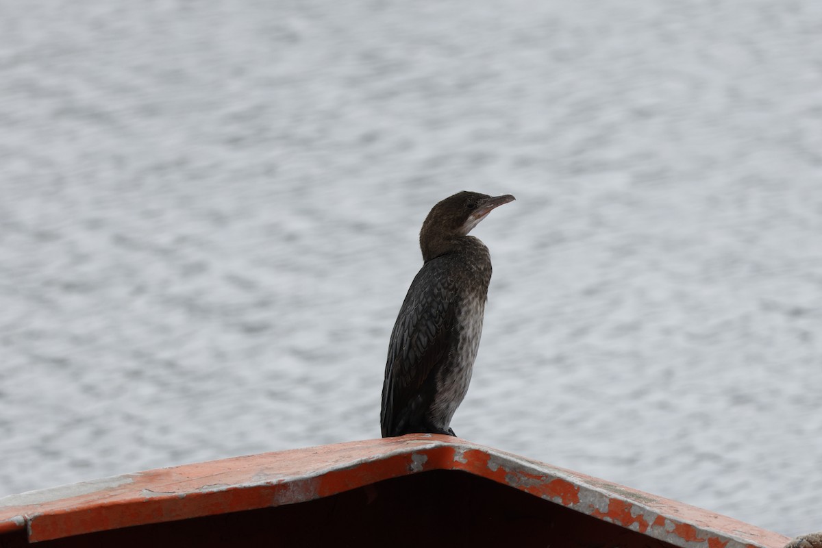 Pygmy Cormorant - ML643760242