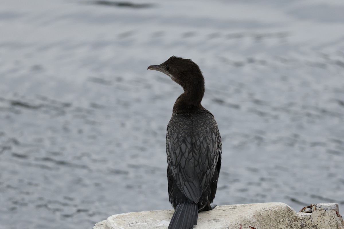 Pygmy Cormorant - ML643760243