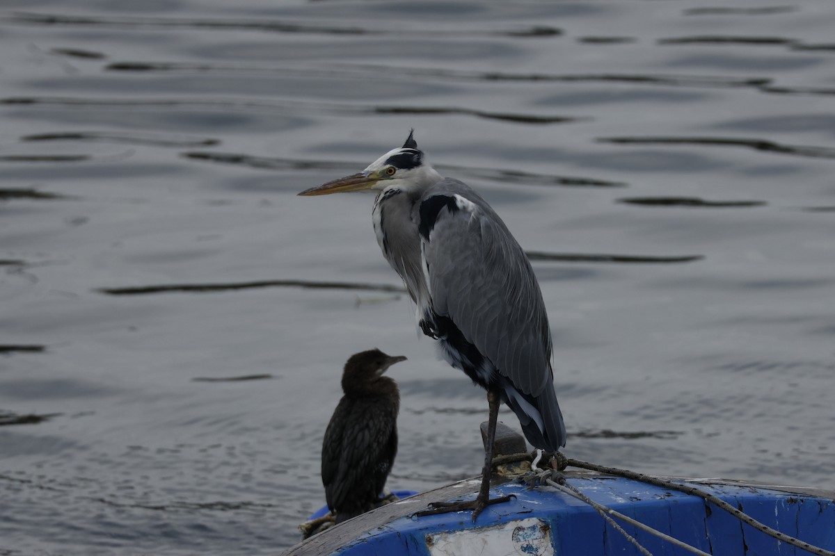 Pygmy Cormorant - ML643760244