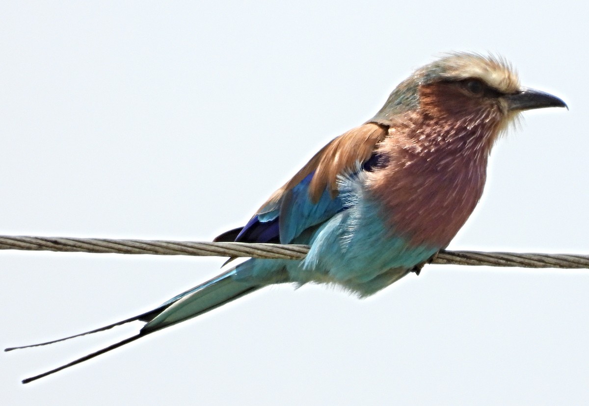 Lilac-breasted Roller - ML643760249