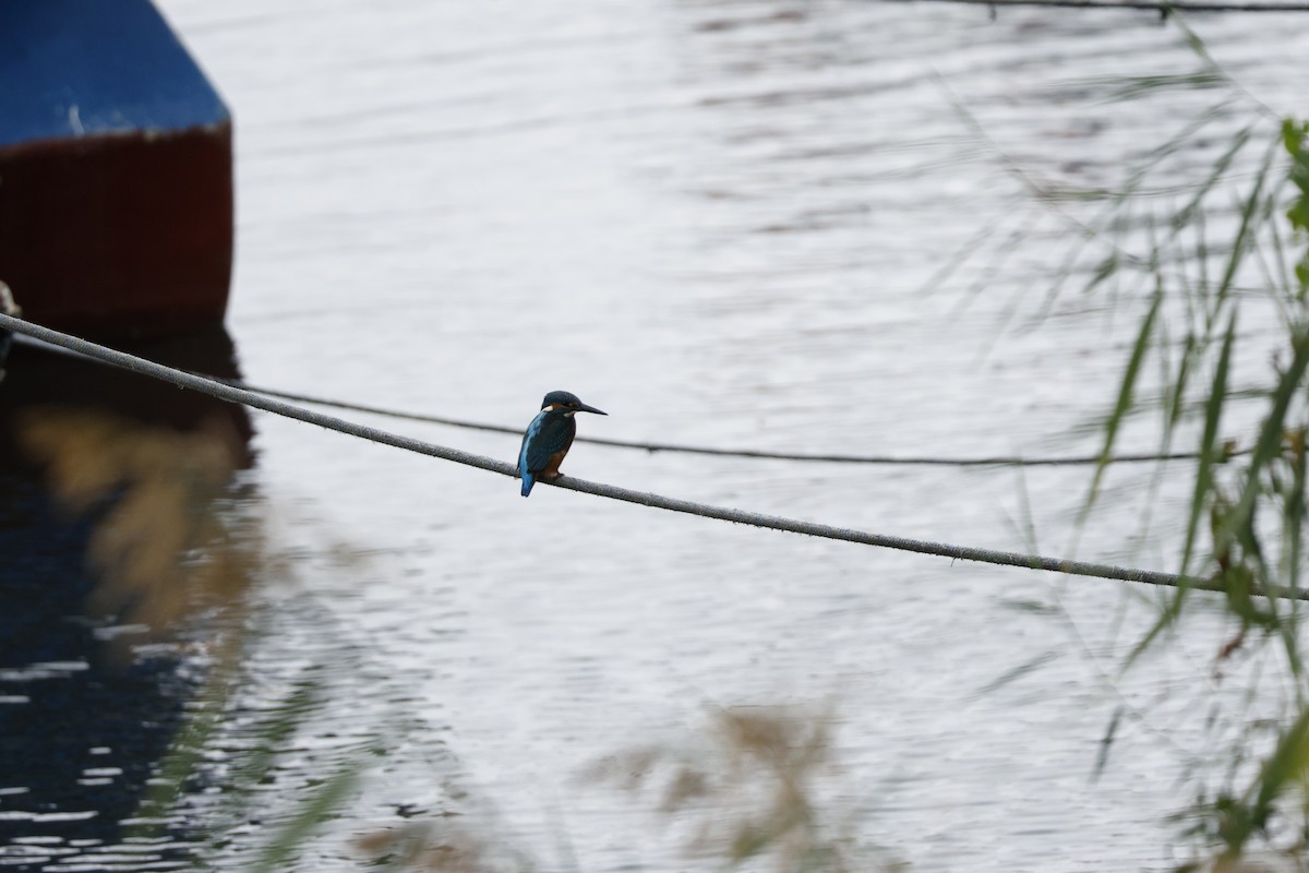 Common Kingfisher - ML643760254