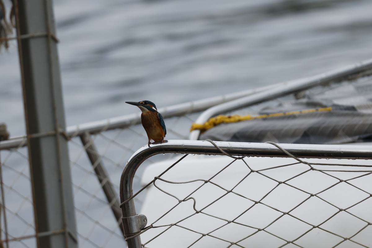 Common Kingfisher - ML643760255