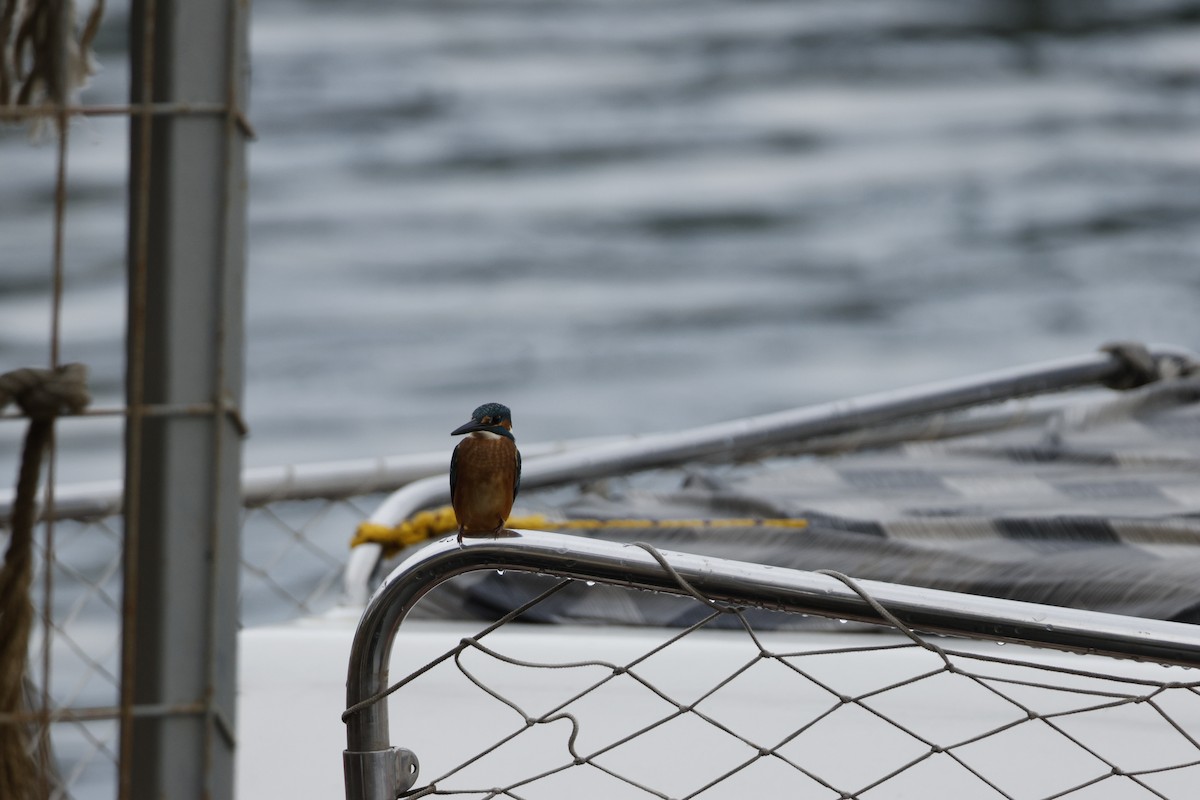 Common Kingfisher - ML643760256
