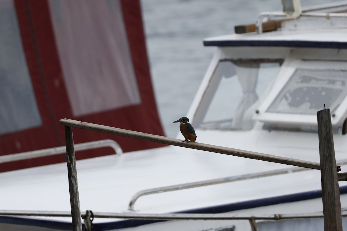 Common Kingfisher - ML643760258