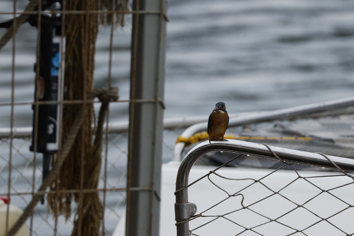 Common Kingfisher - ML643760260
