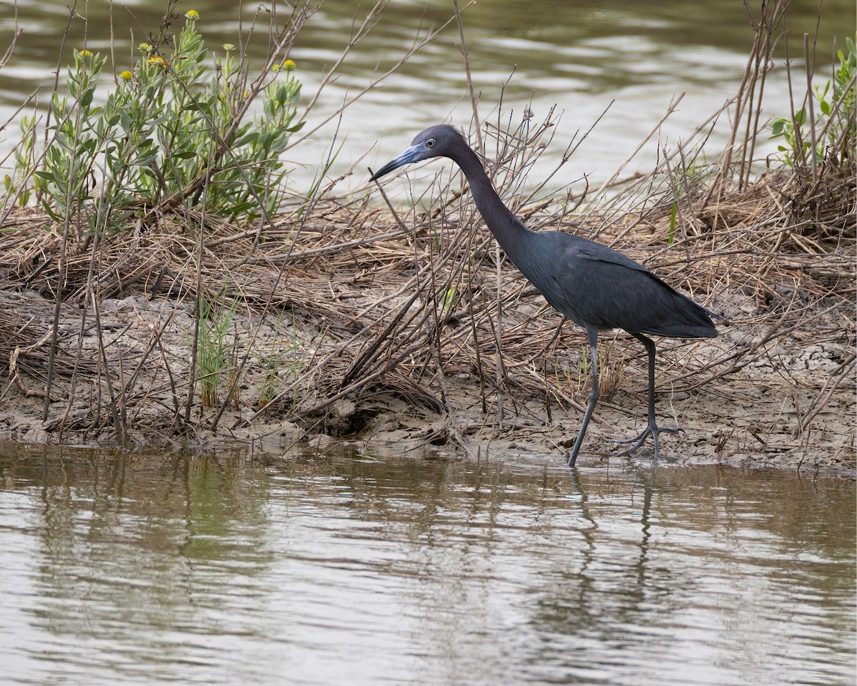 Little Blue Heron - ML643760273