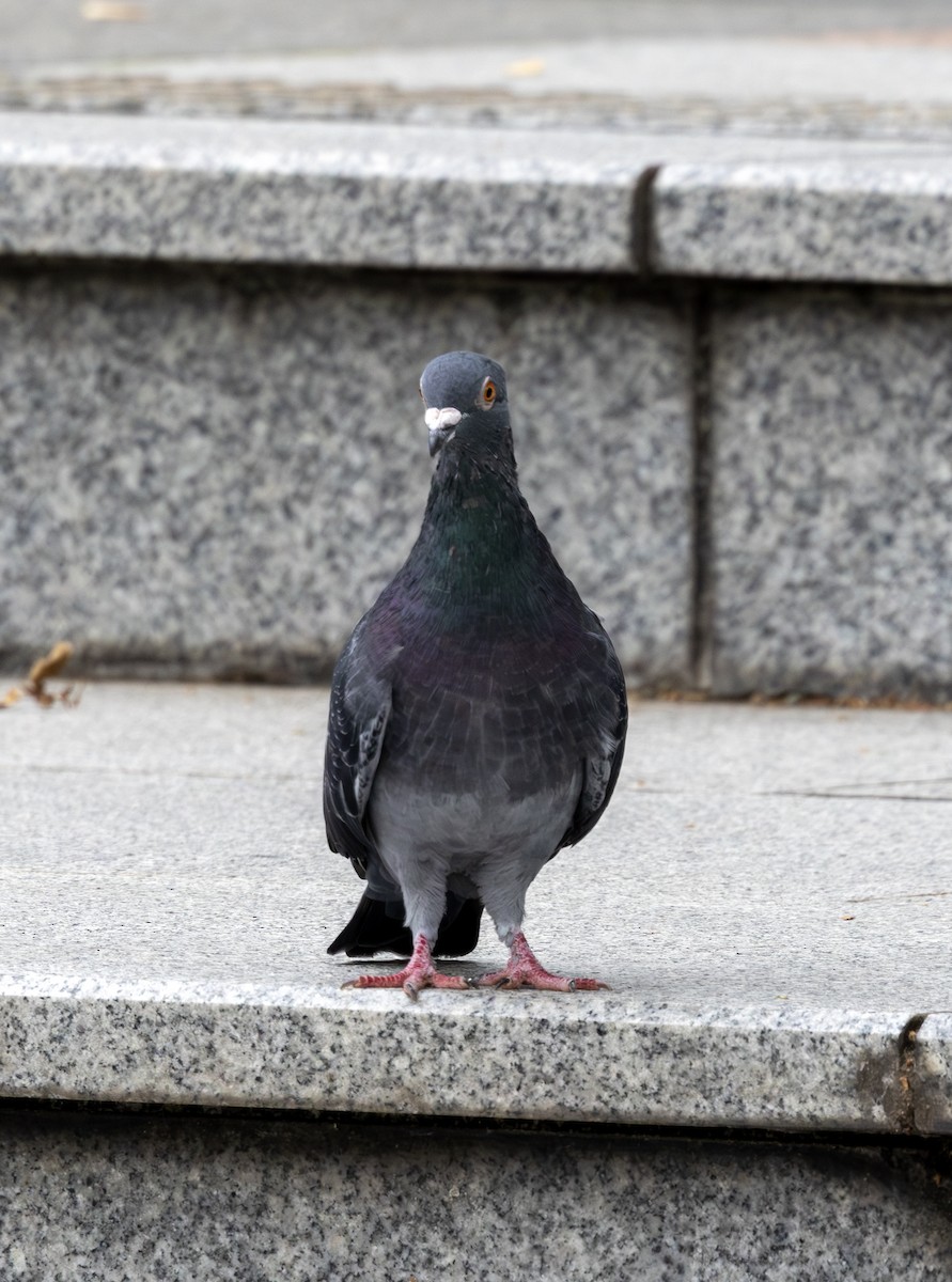 holub skalní (domácí) - ML643760277