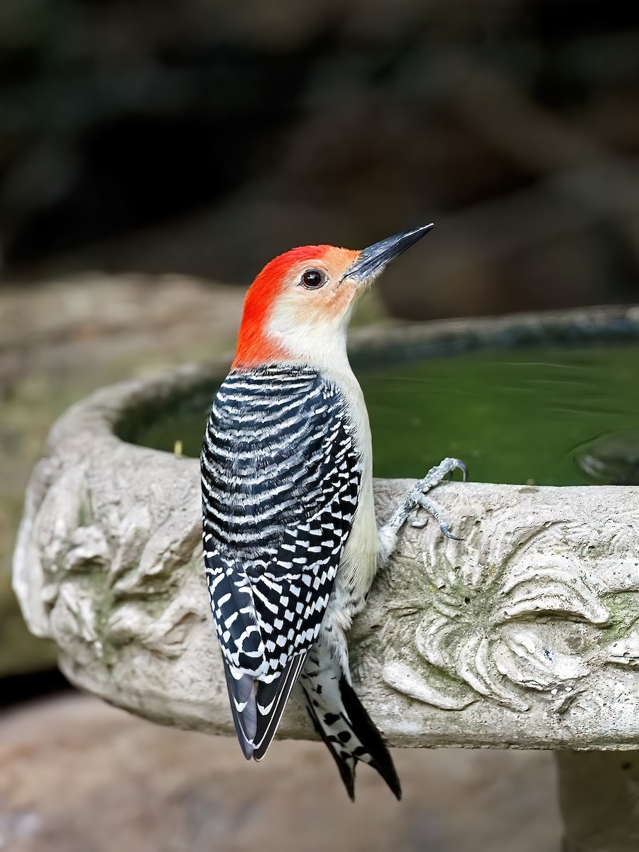 Red-bellied Woodpecker - ML643760281