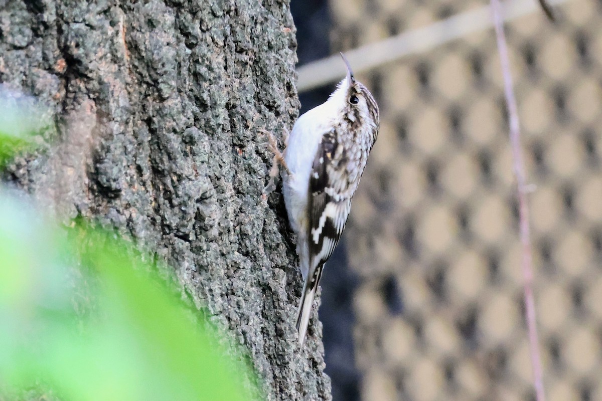 Brown Creeper - ML643760297