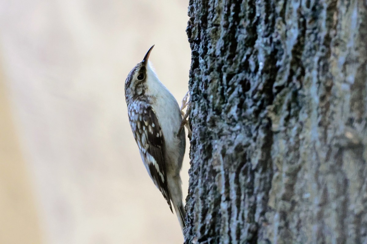 Brown Creeper - ML643760298
