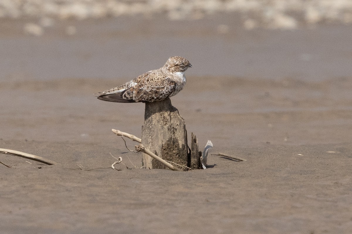 Sand-colored Nighthawk - ML643760305