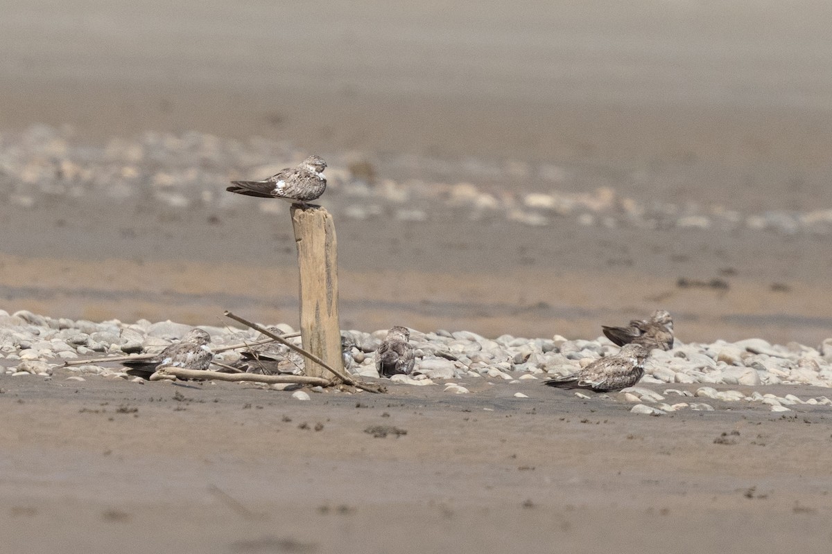 Sand-colored Nighthawk - ML643760306