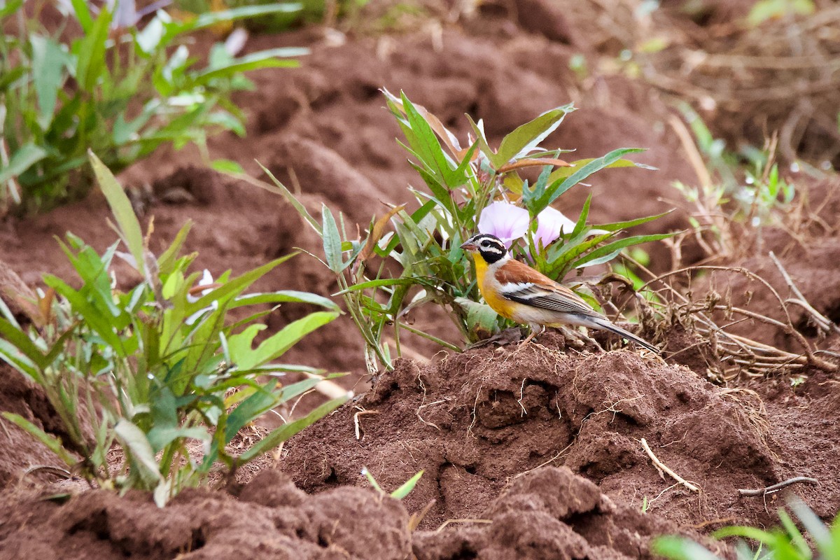 Golden-breasted Bunting - ML643760308