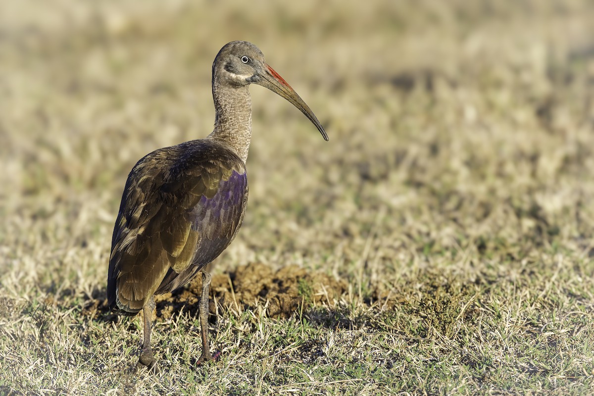 Hadada Ibis - ML643760322