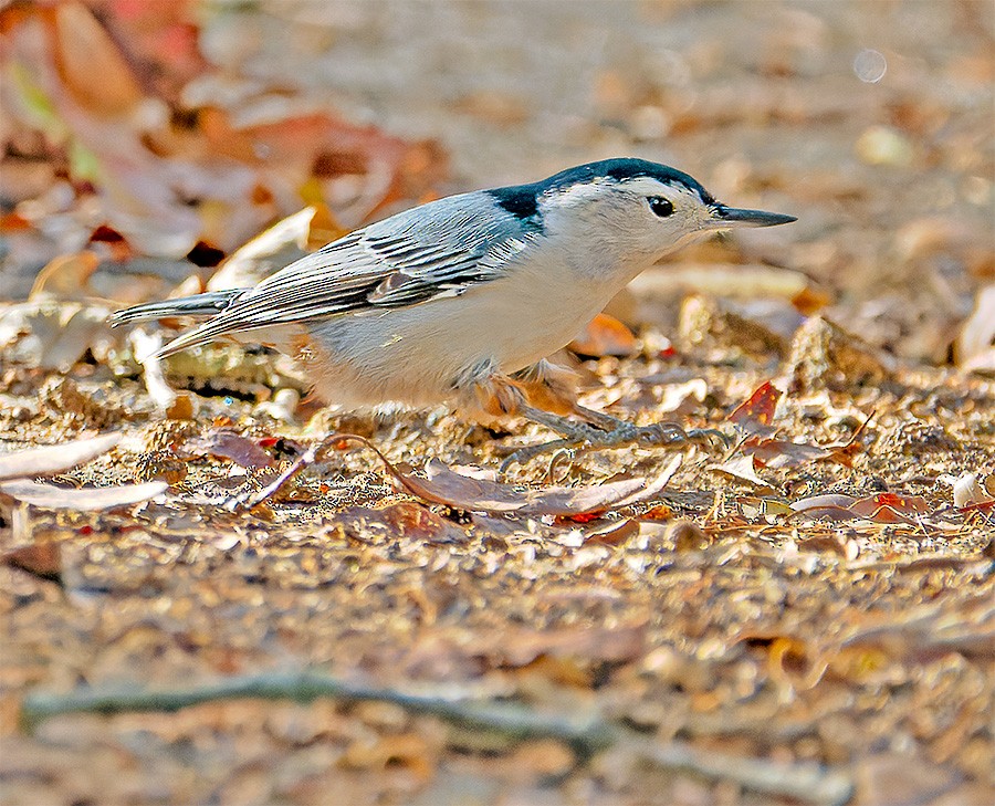White-breasted Nuthatch - ML643760353