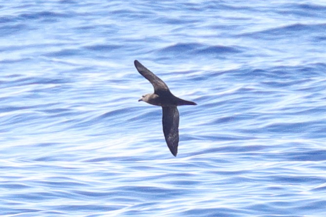 Mascarene Petrel - ML643760360