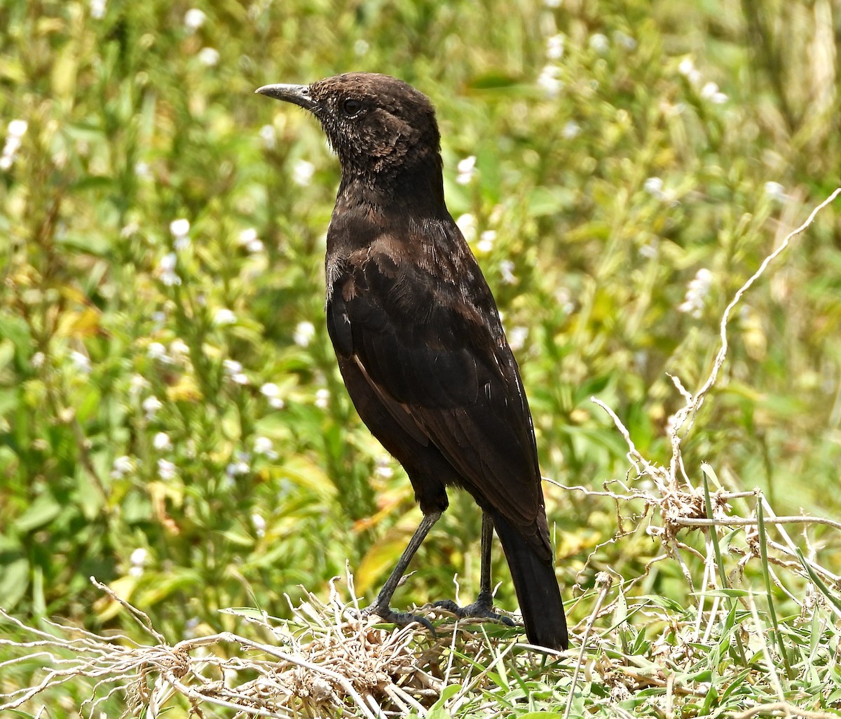Northern Anteater-Chat - ML643760361