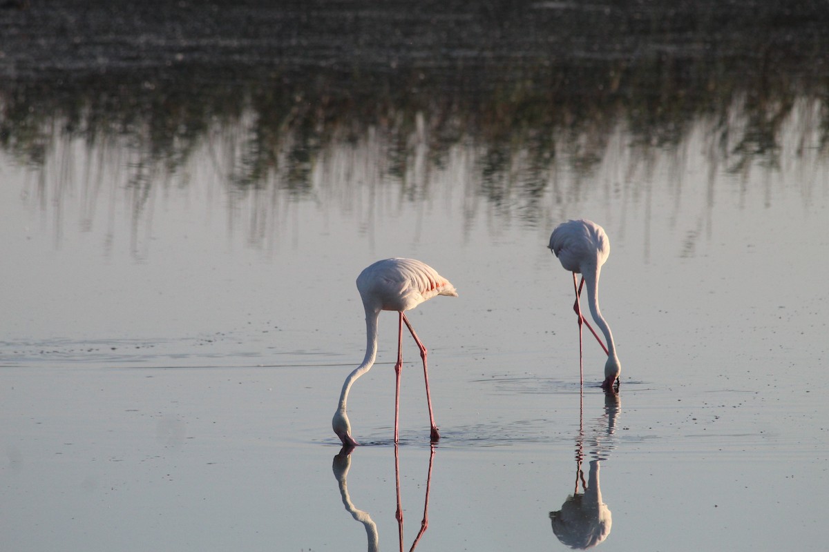 Greater Flamingo - ML643760367