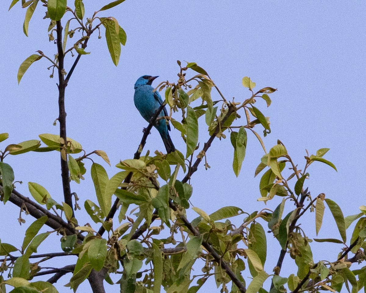 Blue Dacnis - ML643760377