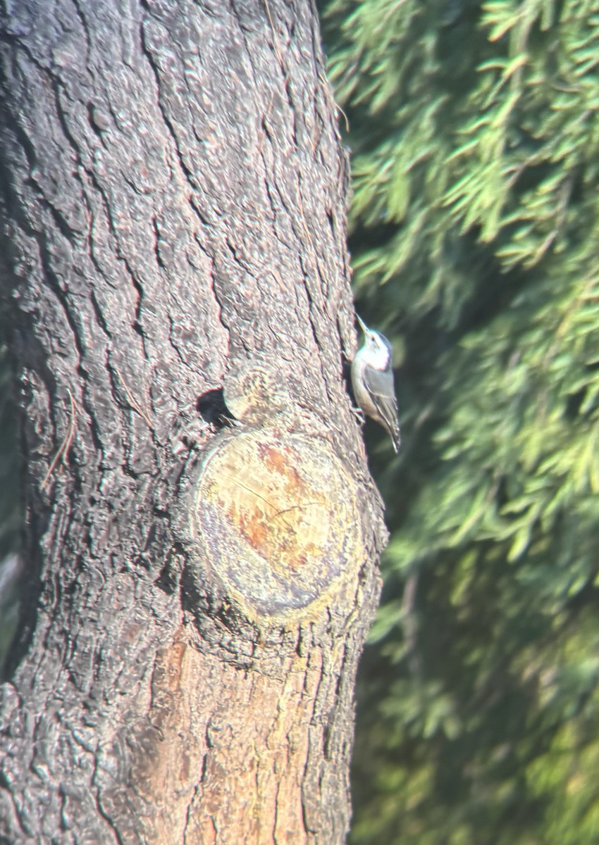White-breasted Nuthatch (Interior West) - ML643760404