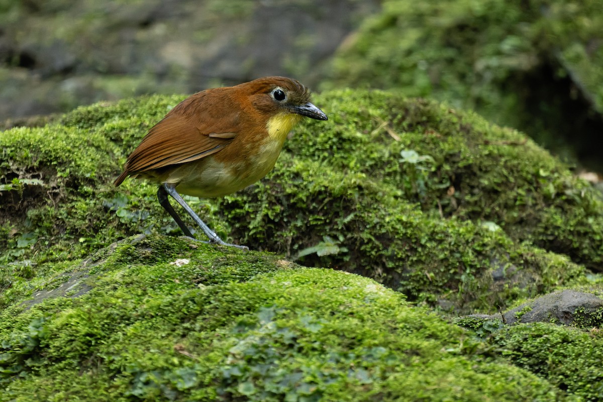 Yellow-breasted Antpitta - ML643760430