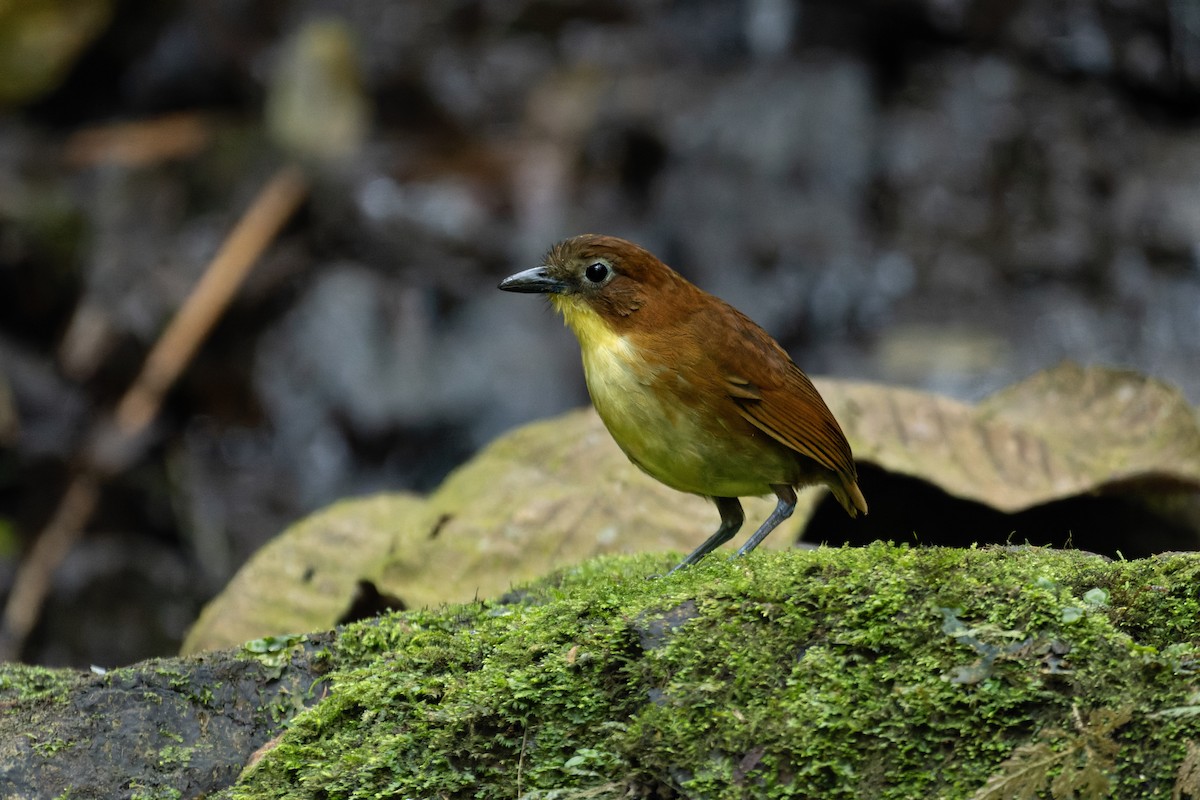 Yellow-breasted Antpitta - ML643760435
