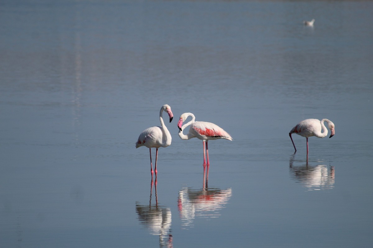 Greater Flamingo - ML643760474