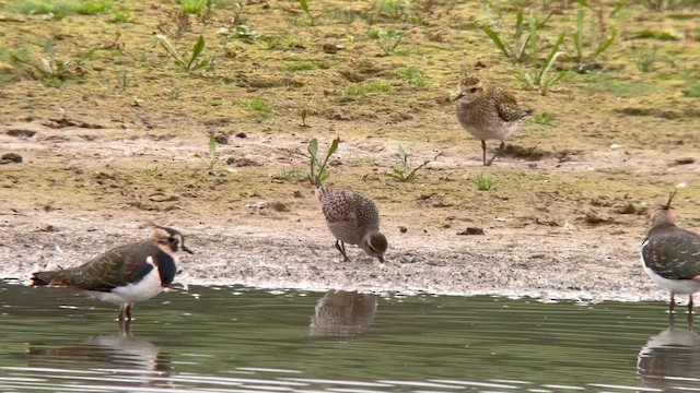 American Golden-Plover - ML643760476