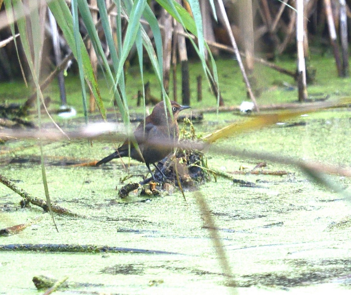 Rusty Blackbird - ML643760478