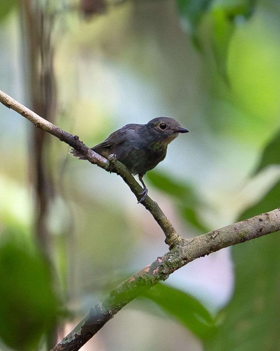 Dusky-throated Antshrike - ML643760480