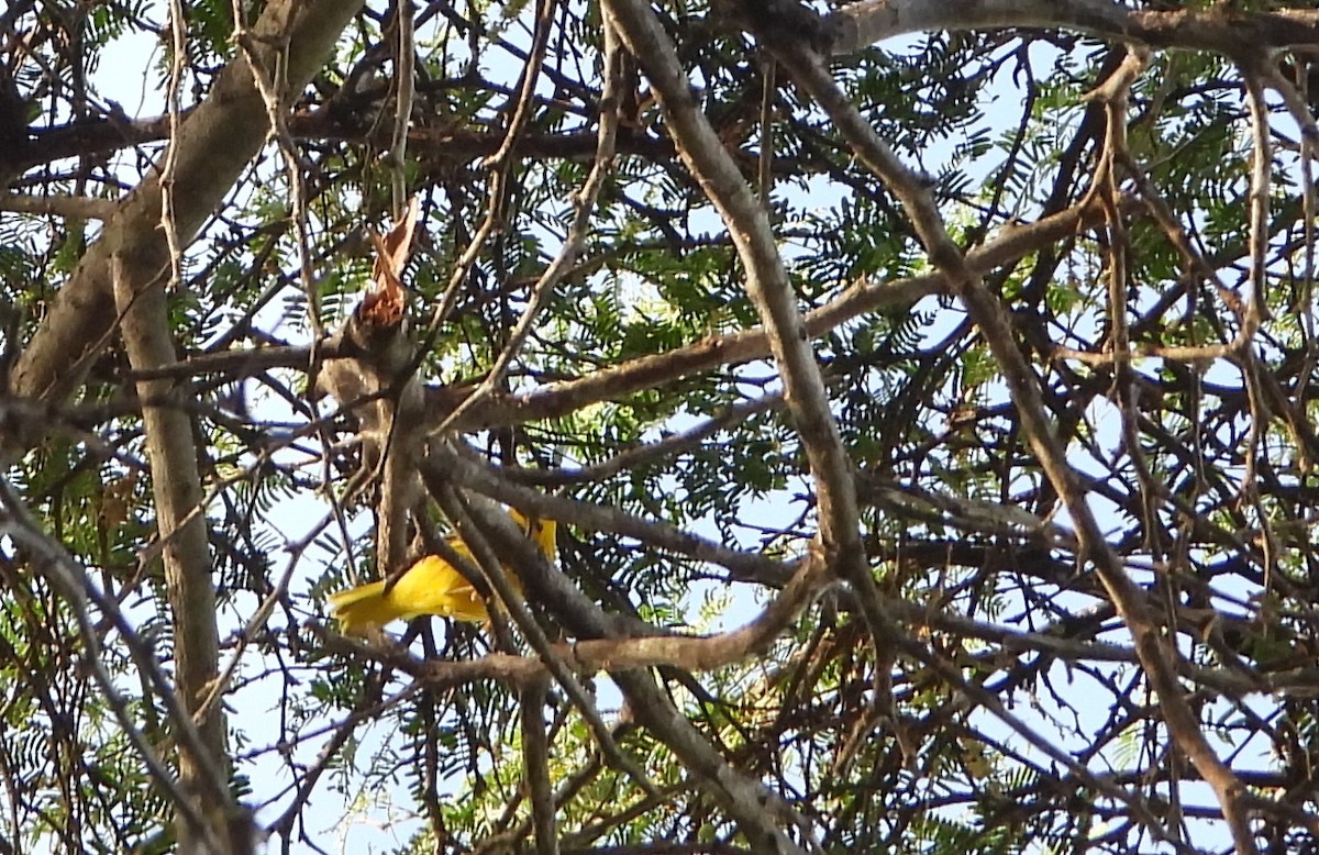 Yellow Warbler - ML643760493