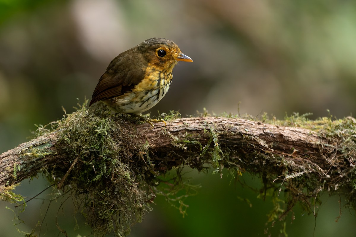 Ochre-breasted Antpitta - ML643760495