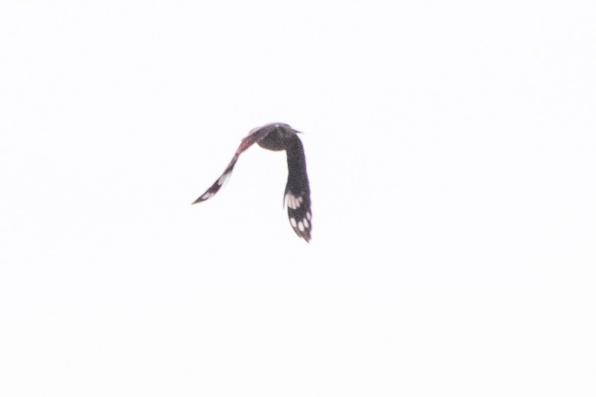 Wallcreeper - ML643760535