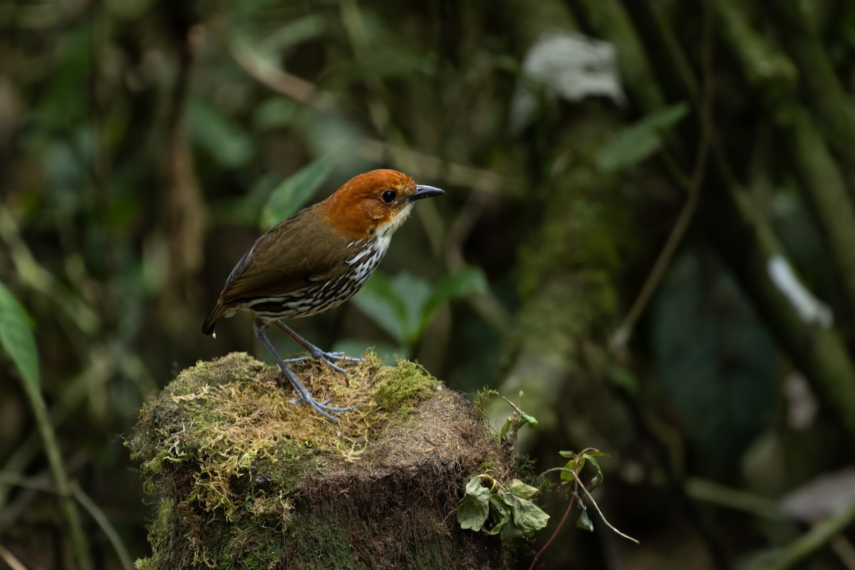 Chestnut-crowned Antpitta - ML643760560