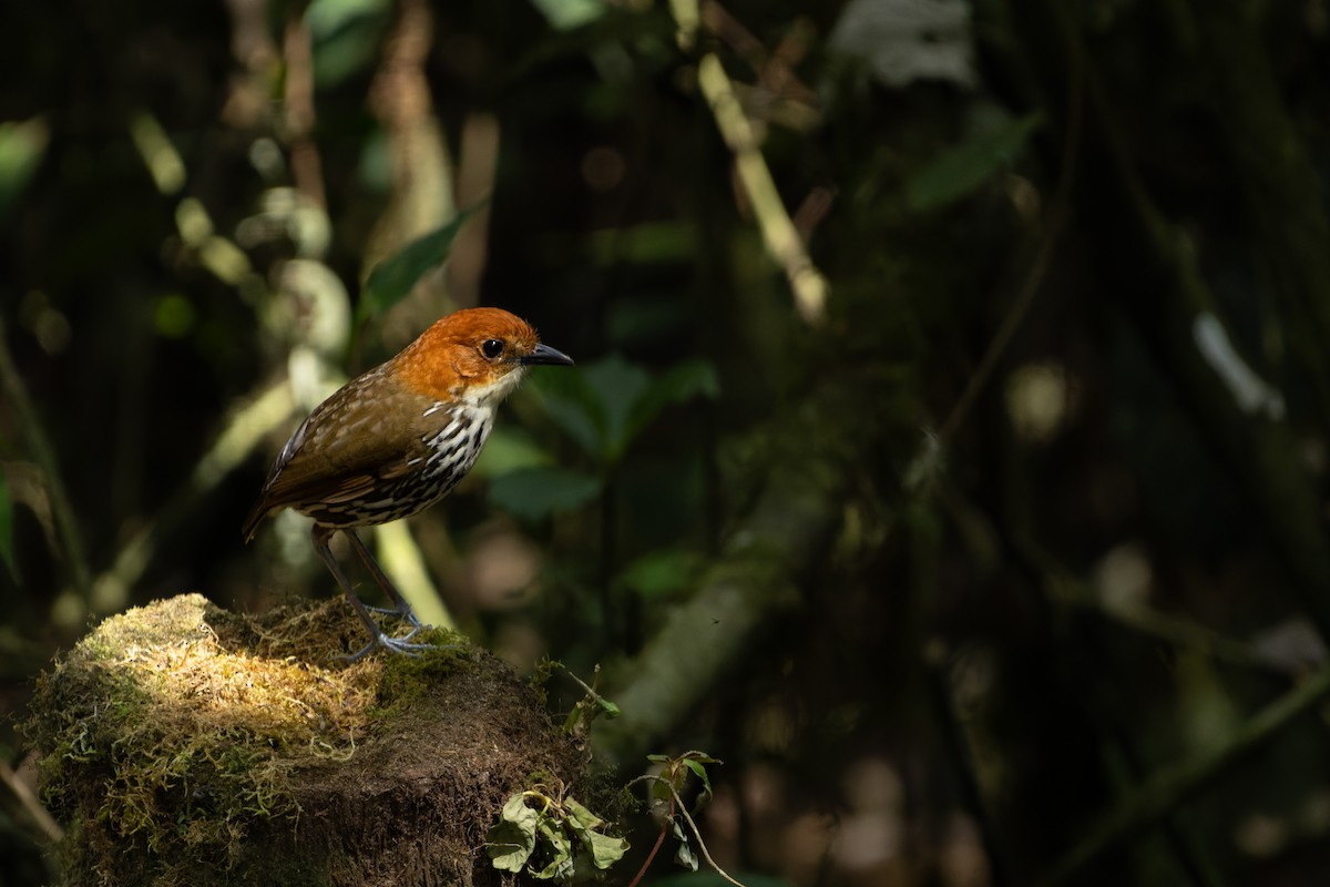 Chestnut-crowned Antpitta - ML643760562